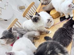 -楼上猫咖(罗湖店)