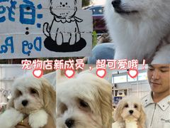 -翊宠yipet猫狗购宠庄园犬舍•猫舍