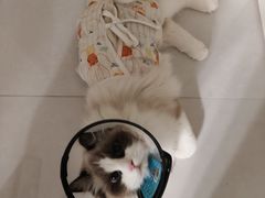 -宠颐生宠物医院·异宠猫科内科·诊疗中心宠巢店