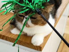 -李小姐の猫咖啡馆(五角场店)