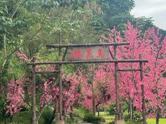 -靖西鹅泉风景区
