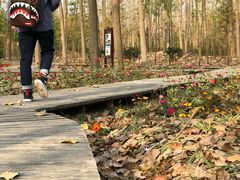 -合肥滨湖国家森林公园