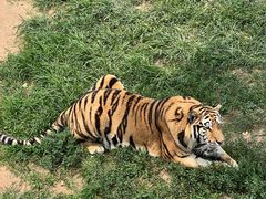 -西霞口神雕山野生动物世界