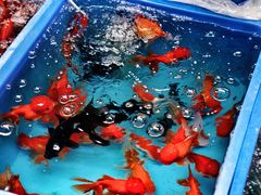-清平路水族市场