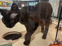 -三花喵·撸猫购宠·宠物生活馆(虹桥南丰城店)