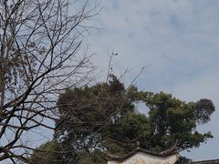 -杨家堂村
