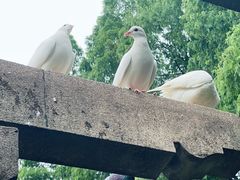 -音乐台