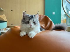 -飞行喵MR PILOT|猫舍·猫咖(静安大融城店)