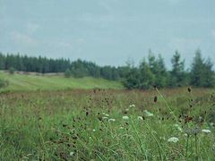 -塞罕坝国家级自然保护区