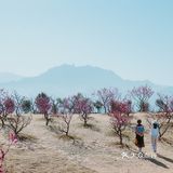 西安新晋赏花地——长安唐村