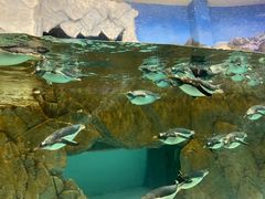 -成都浩海立方海洋公园