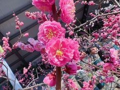 -红螺寺