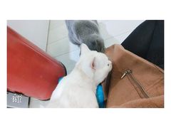 -喵的天空名猫咖啡馆·撸猫·猫舍·用品