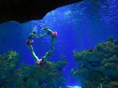 -芜湖新华联大白鲸海洋公园