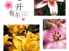 -荷兰花海