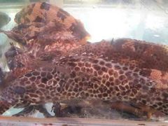 野生班-浪琴湾尾角仔海鲜坊