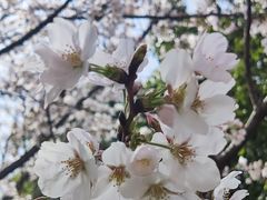 -高东镇樱花园