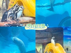 -海合安武汉极地海洋公园