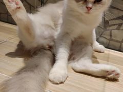 -momokira米努特·德文卷毛猫·棉花面纱犬