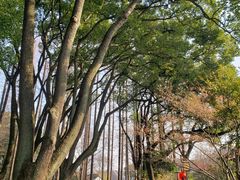 -上海醉白池公园