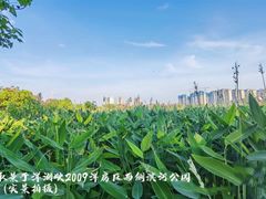 -洋湖国家湿地公园