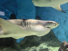 -秦皇岛新澳海底世界