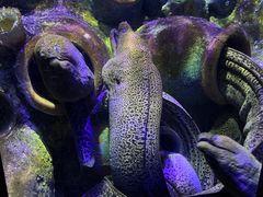 -太平洋海底世界