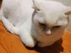 -有猫主题·治愈系猫咖(曾厝垵店)