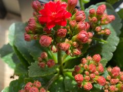 -金陵花卉交易市场