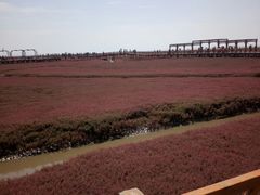 -红海滩国家风景廊道
