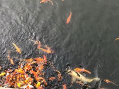 -南沙蒲洲花园