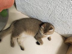 -猫在这儿猫咪咖啡馆·撸猫馆