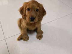 -有宠宠物(YOUCOIN·未来店)