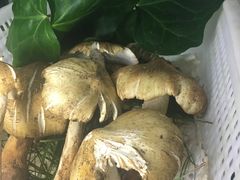 -菌之家·专业纯野生菌火锅·特色炒菌