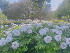 -莲花池公园
