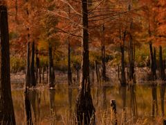 -白鹭湾湿地公园