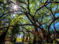 -瑞丽独树成林风景区
