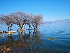 -洱海月湿地公园