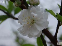 -南国桃园旅游度假区