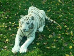 -北京野生动物园