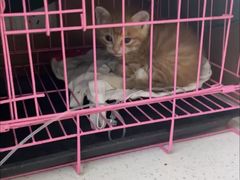 -联合动物医院(光谷诊疗中心)