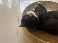 -平行世界·猫咖(首经贸店)
