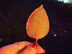 -香竹农庄•传统竹筒饭(十年店)