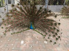 -长白岛森林公园