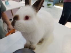 -Moni星球萌宠·小马宝莉·灵蛇·高端高阶全萌宠互动体验俱乐部(红豆国际广场店)