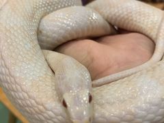 -藦茜花园宠物主题亲子互动体验馆(国顺东路店)