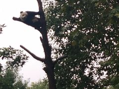 -都江堰中华大熊猫苑