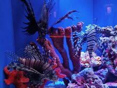 -上海海洋水族馆