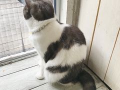 -海边的猫和咖啡馆