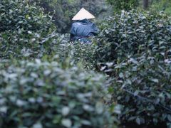 -中国茶叶博物馆(双峰馆区)